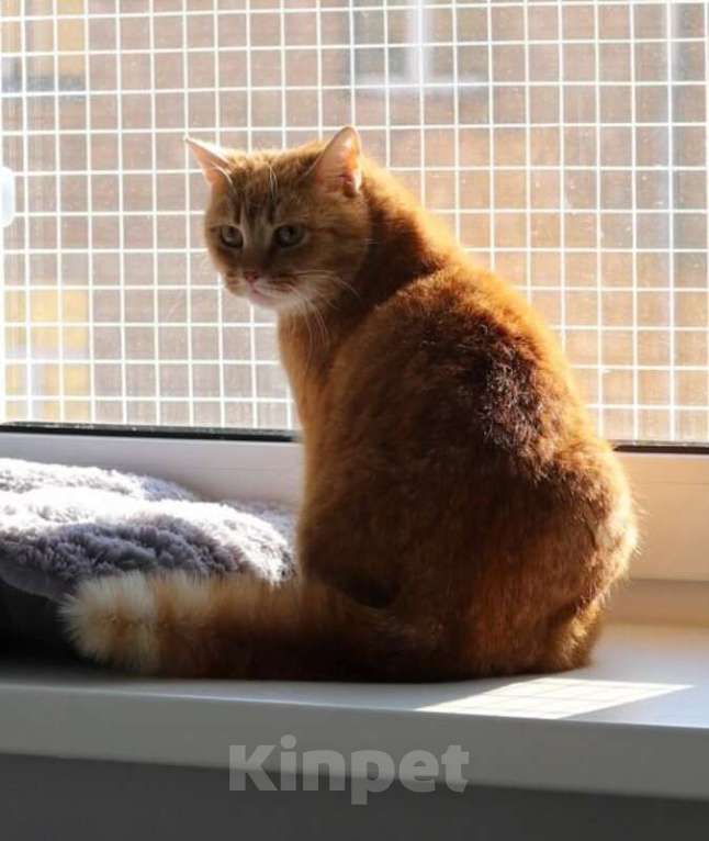 Кошки в Москве: Рыжая красотка с характером срочно ищет дом! Девочка, Бесплатно - фото 2