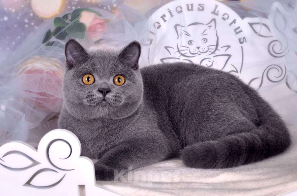 Кошки в Санкт-Петербурге: Британский котик классического голубого окраса Мальчик, 55 000 руб. - фото 4
