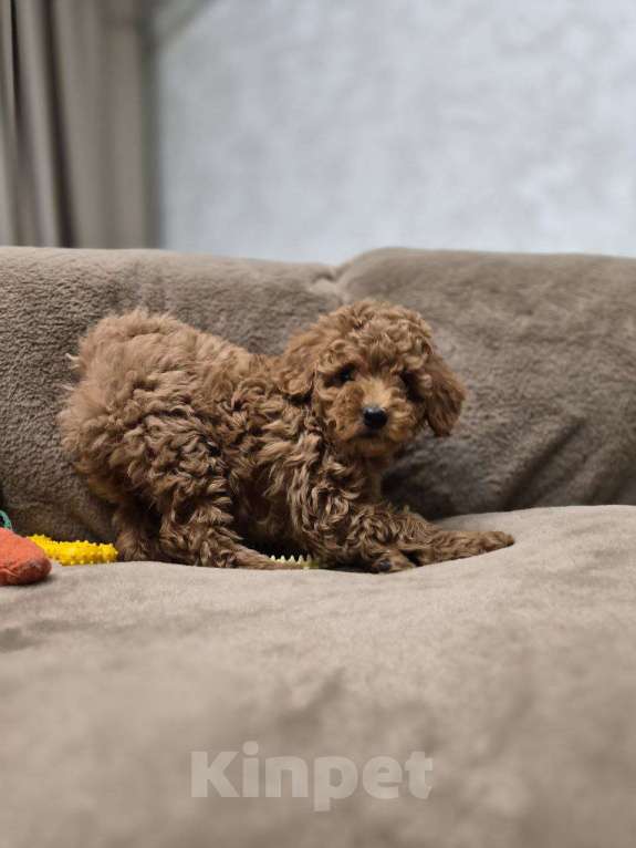 Собаки в Реутове: Той-пудель щенок Девочка, 90 000 руб. - фото 3