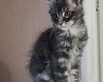 Кошки в Одинцово: Котята Мейн-куны Мальчик, 30 000 руб. - фото 3
