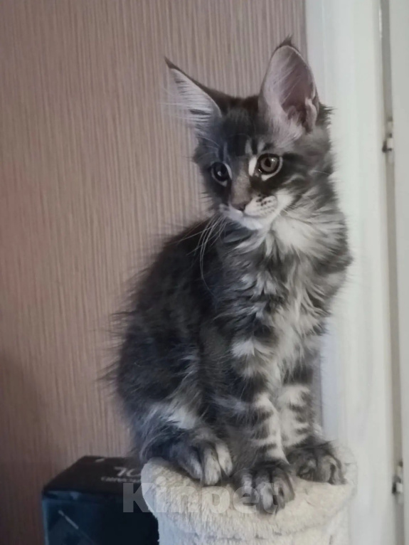 Кошки в Одинцово: Котята Мейн-куны Мальчик, 30 000 руб. - фото 3