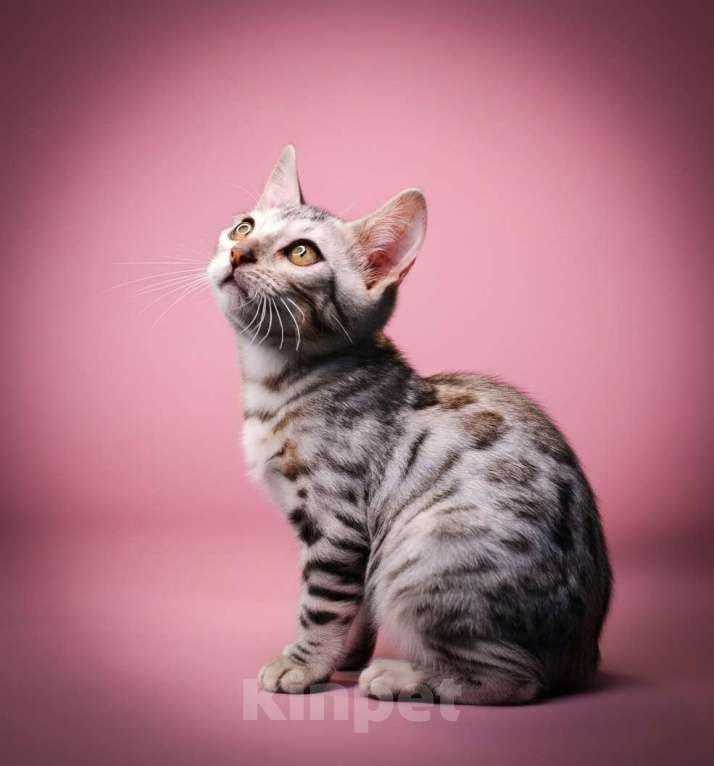 Кошки в Москве: Бенгальский котенок серебро Мальчик, 35 000 руб. - фото 4