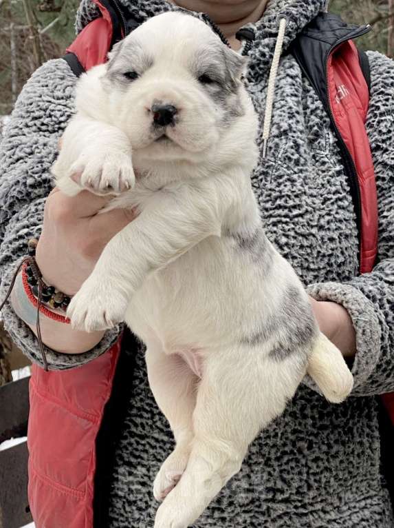 Собаки в Санкт-Петербурге: Щенки алабая к резерву  Мальчик, 70 000 руб. - фото 3
