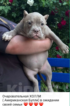 Собаки в Москве: Ам Булли девочка Девочка, 120 000 руб. - фото 2