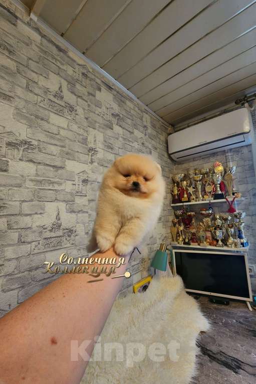Собаки в Москве: Померанский шпиц мальчик Ркф Мальчик, Бесплатно - фото 2