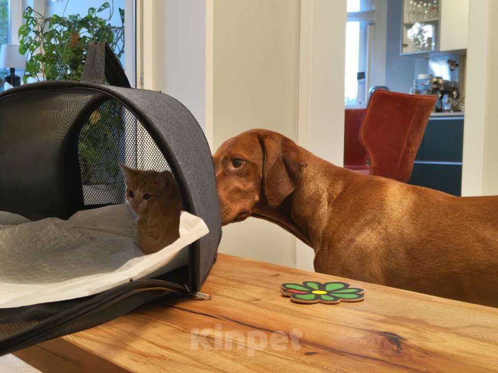 Кошки в других городах Московской области: Отдам рыжую красотку в добрые руки Девочка, 100 руб. - фото 3