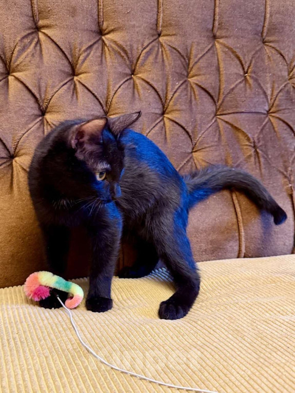 Кошки в Москве: Я очень жду мою маму Мальчик, Бесплатно - фото 2