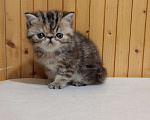 Кошки в Воронеже: Экзотический короткошёрстный котёнок Девочка, 20 000 руб. - фото 7