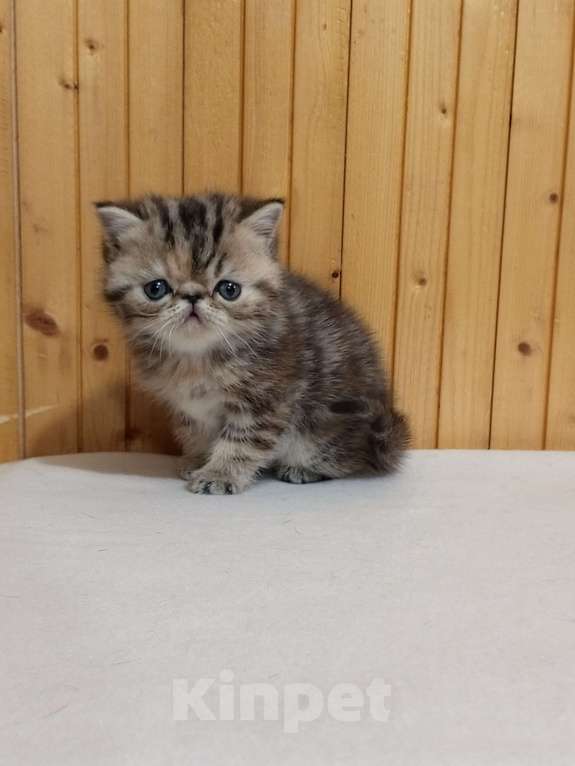 Кошки в Воронеже: Экзотический короткошёрстный котёнок Девочка, 20 000 руб. - фото 7