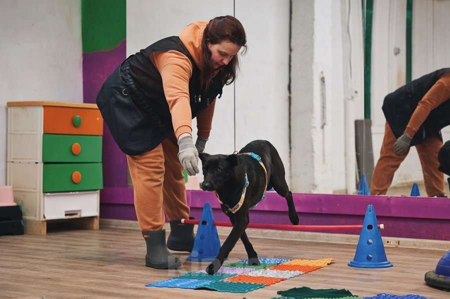 Собаки в Москве: Чернушка: та, кто научит ценить доверие. Девочка, Бесплатно - фото 5
