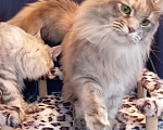 Кошки в Рязани: Мейн кун кошечки Девочка, Бесплатно - фото 6