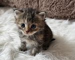 Кошки в Домодедово: отдаю котят Разнополые, Бесплатно - фото 4