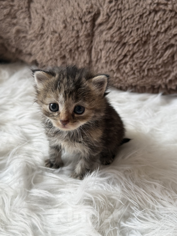 Кошки в Домодедово: отдаю котят Разнополые, Бесплатно - фото 4