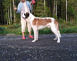 Собаки в Петрозаводске: Сенбернар подрощенный короткошерстный Мальчик, 30 000 руб. - фото 1