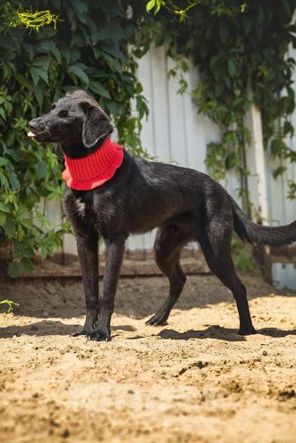 Собаки в Москве: Щенок Боб ищет новых заботливых владельцев хозяев Мальчик, Бесплатно - фото 5