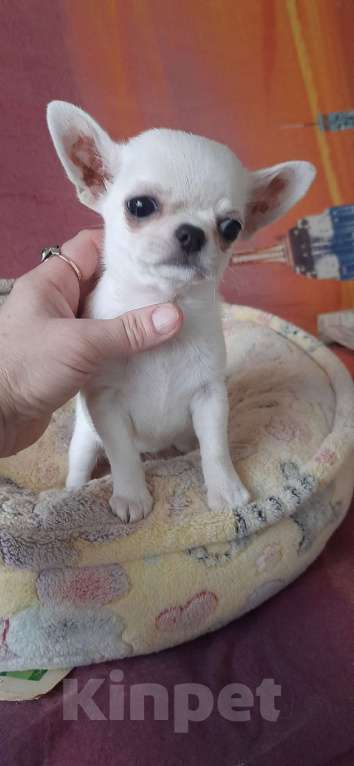 Собаки в Москве: девочка чихуахуа Девочка, 1 руб. - фото 1