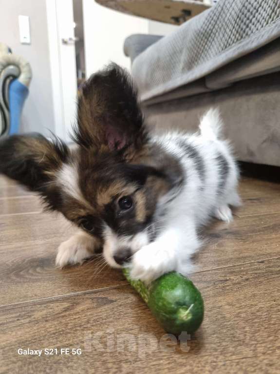 Собаки в Чите: Щенок папийона Девочка, 60 000 руб. - фото 4