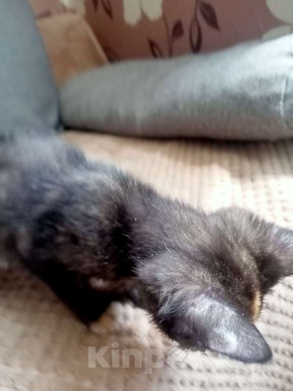 Кошки в Тольятти: Котята  Девочка, 1 руб. - фото 3