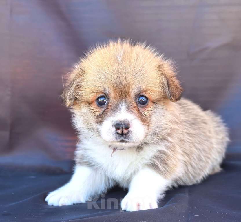 Собаки в Москве: Девочка вельш корги пемброк рыж белая Девочка, 60 000 руб. - фото 6