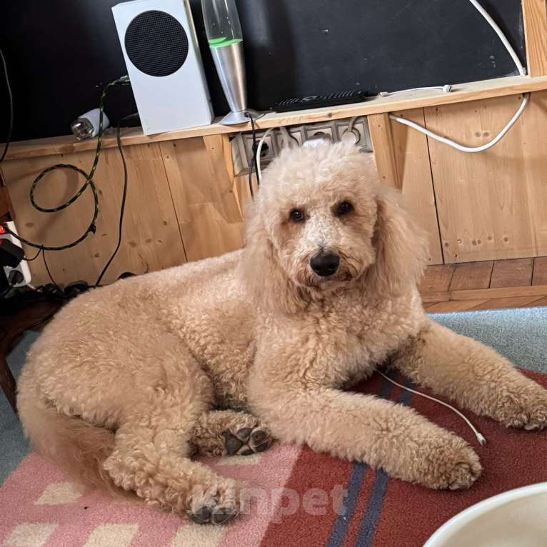 Собаки в Москве: Вязка кобеля Мальчик, Бесплатно - фото 7