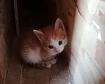 Кошки в Самаре: Котята в добрые руки. Кушают сами, ходят в лоток.  Мальчик, Бесплатно - фото 1