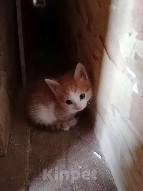 Кошки в Самаре: Котята в добрые руки. Кушают сами, ходят в лоток.  Мальчик, Бесплатно - фото 1