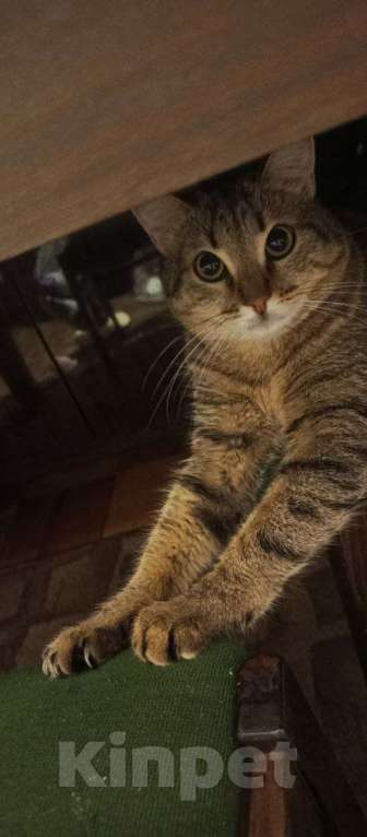 Кошки в Санкт-Петербурге: Ищу срочно дом кошке Девочка, Бесплатно - фото 1