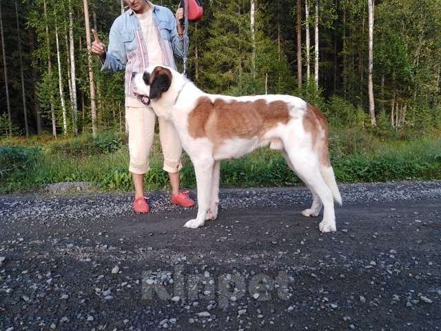 Собаки в Петрозаводске: Сенбернар подрощенный короткошерстный Мальчик, 30 000 руб. - фото 1