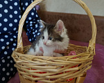 Кошки в Красногорске: Котенок Шурик 1,5 месяца очень нуждается в родителях  Мальчик, Бесплатно - фото 3