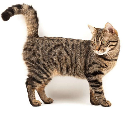 Европейская короткошерстная кошка: описание породы и фото, характер, цена
