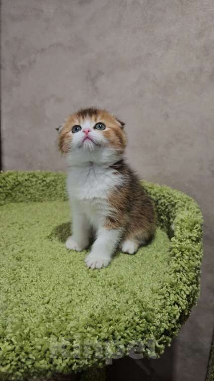 Кошки в Балашихе: Золотой ребёнок Мальчик, 40 000 руб. - фото 1