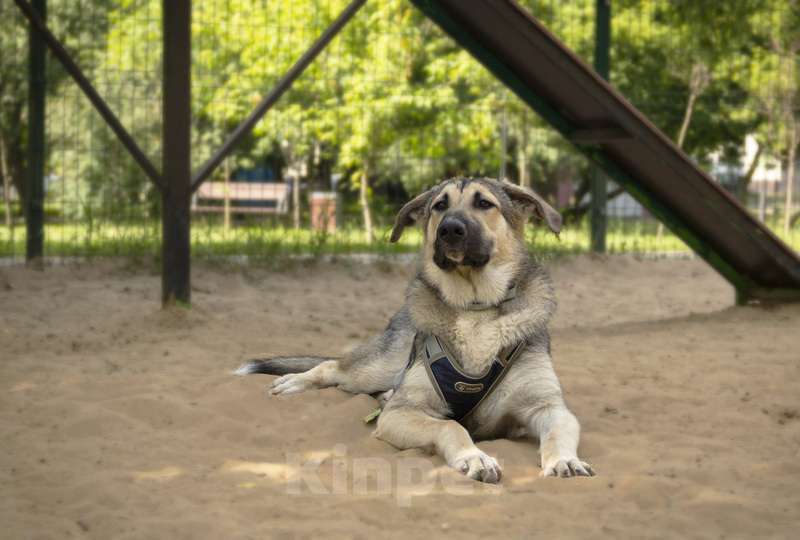 Собаки в Москве: Умнейший щенок метис овчарки Джек в добрые руки Мальчик, Бесплатно - фото 3