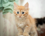 Кошки в Мурином: Котенок Авакадо Мальчик, Бесплатно - фото 2