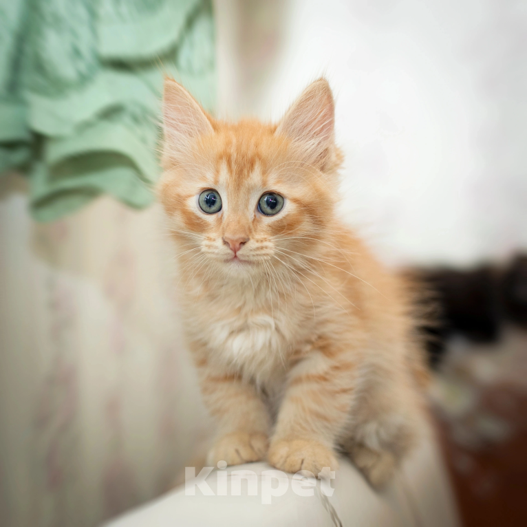Кошки в Мурином: Котенок Авакадо Мальчик, Бесплатно - фото 2