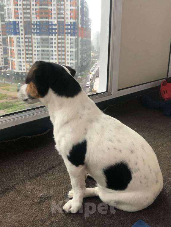 Собаки в Санкт-Петербурге: Потерялась собака  Девочка, Бесплатно - фото 3