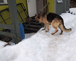 Собаки в Электроуглях: Найдены две немецкие овчарки Девочка, Бесплатно - фото 3