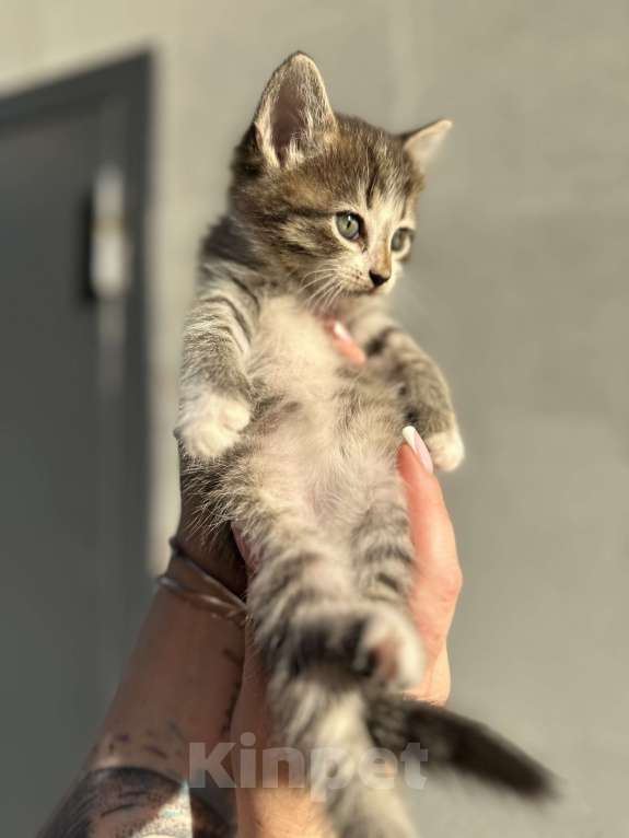 Кошки в других городах Самарской области: Кошки нагуляли нам такое изобилие! Готовы поделиться! Девочка, Бесплатно - фото 2