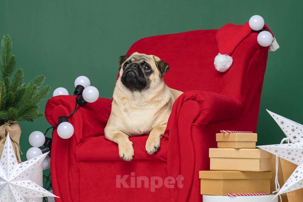 Собаки в Ижевске: Мопсы Девочка, 50 000 руб. - фото 2