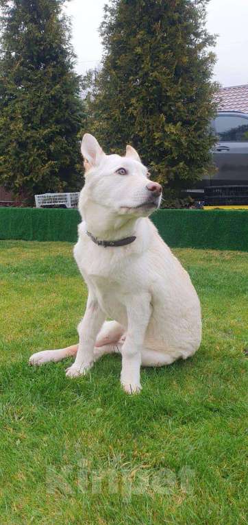 Собаки в других городах Московской области: Якутята из ппбж Друг  Мальчик, Бесплатно - фото 4