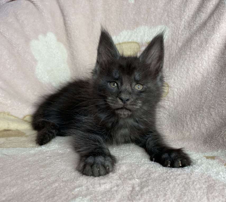 Кошки в Дмитрове: Черный дымчатый мальчик Yaromir Мальчик, 50 000 руб. - фото 5