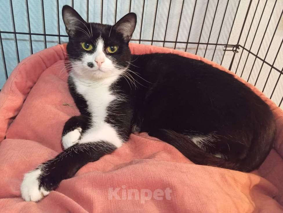 Кошки в Москве: Ласковая кошечка Мушка в добрые руки  Девочка, Бесплатно - фото 3