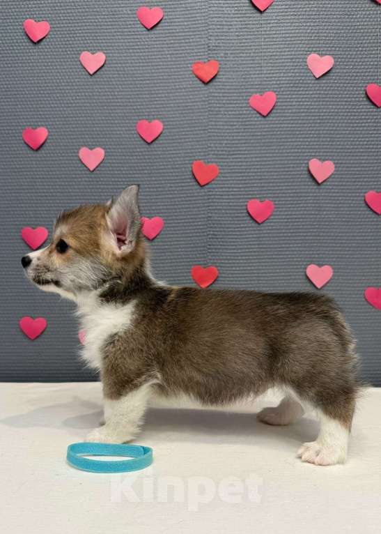 Собаки в Кургане: Щенок вельш корги пемброк, кобель Мальчик, 40 000 руб. - фото 3