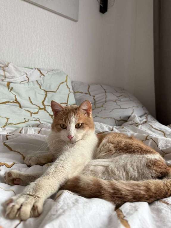 Кошки в Москве: Кот Пельмень ищет дом Мальчик, Бесплатно - фото 8