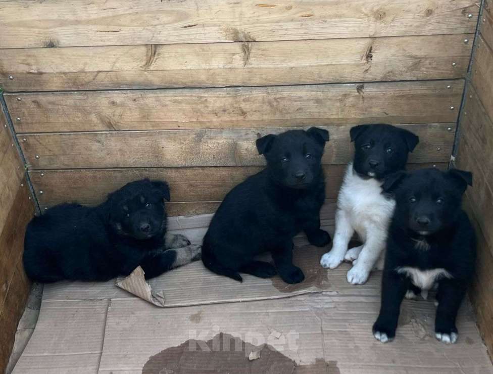 Собаки в Санкт-Петербурге: Отдам щенка бесплатно Мальчик, Бесплатно - фото 2