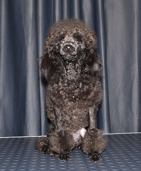 Ололош и Овечкин, той пудель СКОР