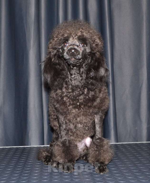 Собаки в Глазове: Ололош и Овечкин, той пудель СКОР Мальчик, 20 000 руб. - фото 1