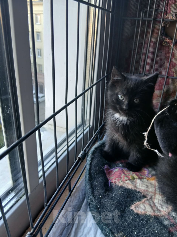 Кошки в Санкт-Петербурге: Котята, 2 месяца Мальчик, Бесплатно - фото 4