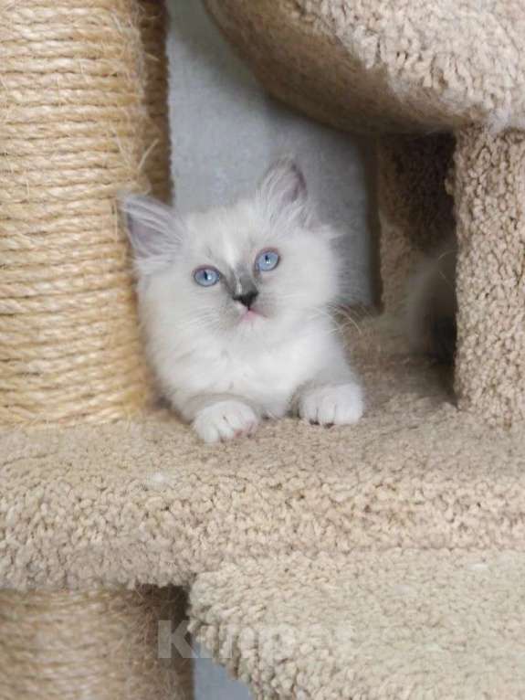 Кошки в Владивостоке: Iliada Девочка, 60 000 руб. - фото 1