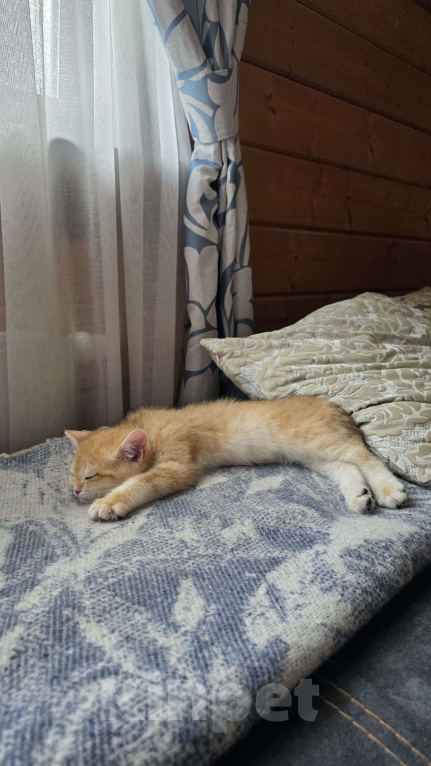 Кошки в других городах Московской области: Котёнок шотландский в добрые руки Мальчик, Бесплатно - фото 2