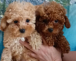 Собаки в Белгороде: Щенки той пуделя мини с документами РКФ от чемпионов. Девочка, 150 000 руб. - фото 1